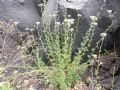 Achillea ligustica